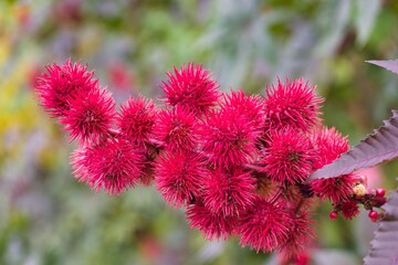 Bright red castor bean plant with distinctive spiky seed pods in a lush green garden setting