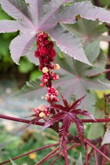 Stunning red castor bean plant displaying vibrant flowers and unique leaves in a lush green garden setting