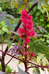 Bright red flower spikes of castor oil plant in a lush garden setting during midday sunshine