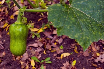 Harvesting ripe green butternut squash in a garden during autumn