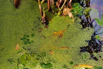 Water surface covered with green duckweed plants in a quiet pond area during midday