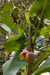 Banana plant with flower and developing fruit in a natural setting during daytime