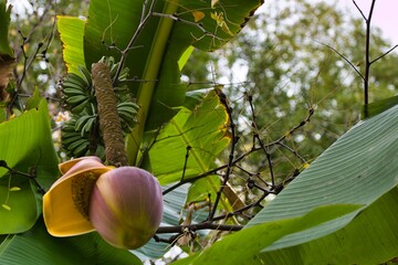 Banana plant with flowering structure and developing fruit in a tropical setting during daylight