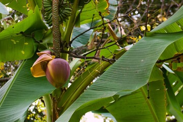 Banana blossom and green leaves in a tropical garden during the day