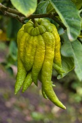 Unique green citrus fruit hanging from a tree branch in a garden setting