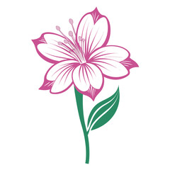 gaura-siskiyou-pink  on white background