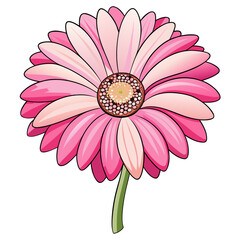 gerbera daisy white and pink super on white background