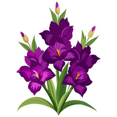 gladiolus deep purple on white background