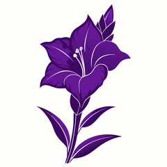 gladiolus deep purple line art on white background
