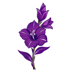 gladiolus deep purple line art on white background