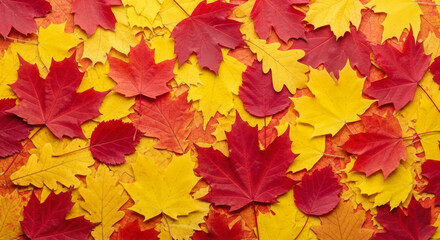 Fototapeta premium Vibrant Rustic Autumn Wallpaper Close-Up Flat Lay of Colorful Red and Yellow Leaves