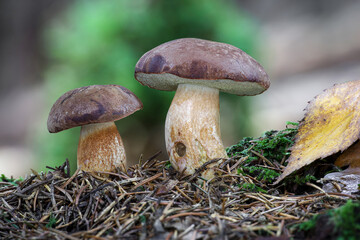 Fototapeta premium Two amazing edible Imleria badia mushrooms commonly known as bay bolete