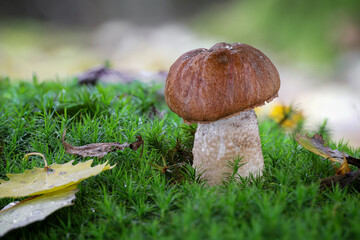 Amazing edible Leccinum rufum mushroom also known as orange birch bolete