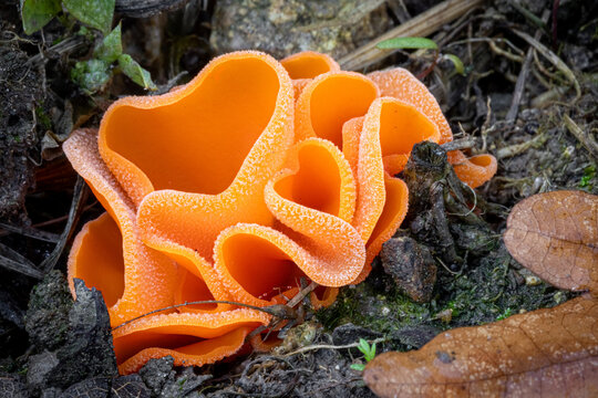 Macro shot of orange peel fungus