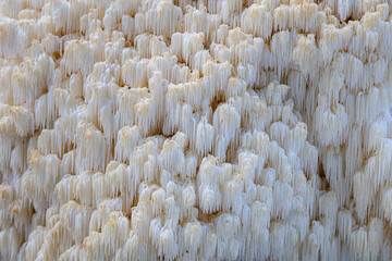 Macro detail of coral tooth fungus mushroom texture © Jaroslav Machacek