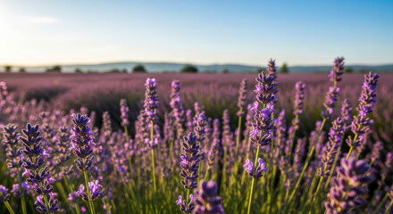Obraz premium Close-up of Vibrant Blooming Lavender Flowers in a Vast Provence Field Under Soft Sunlight