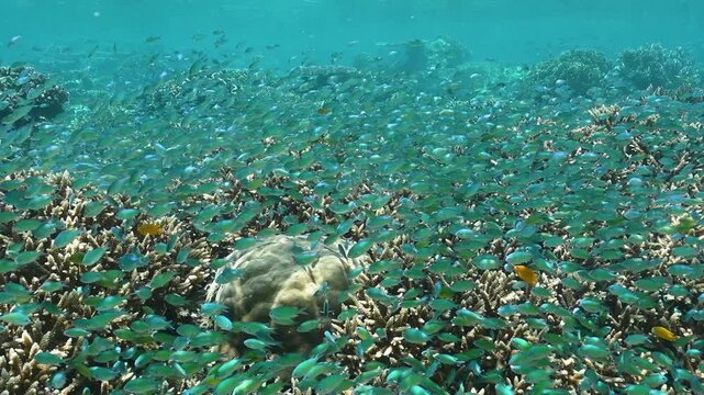 Reef scenic with blue damsels, Chromis viridis, over Acrapora stony corals, Raja Ampat Indonesia.