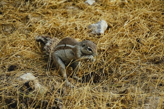 Close-up of an African ground squirrel, a rodent with a large bushy tail in Namibia, eating while standing on sandy ground, Africa. 