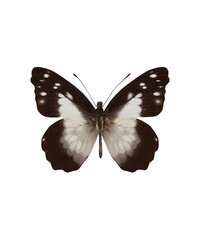 Leodonta tellane chiriquensis