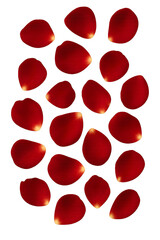 Red blood cells isolated on white symbolize the beating heart of Valentine's Day romance
