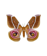 Madagascar bullseye moth