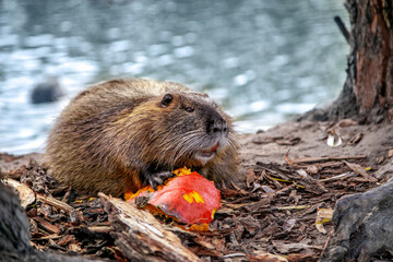 Nutria on the lake shore.