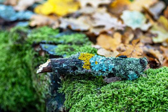 Yellow and blue lichen on tree bark, close-up