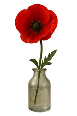 Bright red poppies and tulips make a vibrant spring bouquet in a white vase, isolated against the background