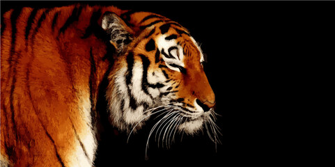 tiger on black background