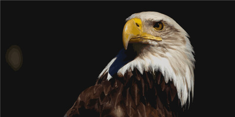 american bald eagle in the zoo