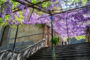 Purple flowers growing next to Upper Betlemi Church in historic Tbilisi, Georgia