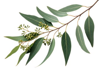 Eucalyptus branch with leaves and developing buds