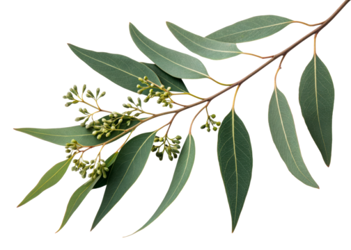 Eucalyptus branch with leaves and developing buds