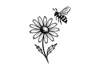 Daisy Flower hand drawn simple sketch vector illustration