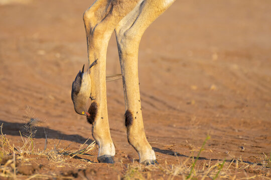 Red-billed Oxpecker (Buphagus erythrorynchus) sitting on leg of an impala (Aepyceros melampus), Kruger National Park, South Africa.