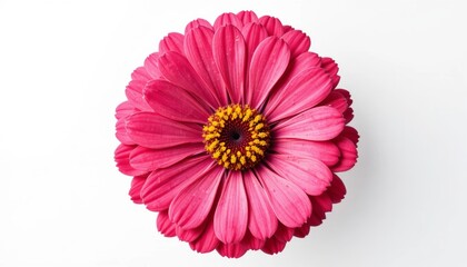 Fototapeta premium Pink Flower isolated - Close-Up of Bright Zinnia Petals in Bloom