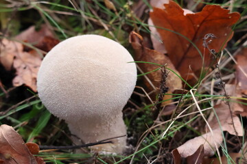 bottle puffball mushroom growing on forest floor in autumn woodland