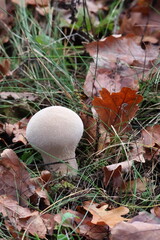 bottle puffball mushroom growing on forest floor in autumn woodland