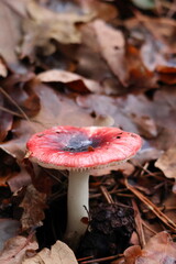 close up of emetic russula mushroom growing on forest floor in autumn