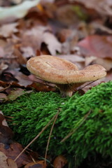 oak milkcap mushroom growing on forest floor in natural habitat