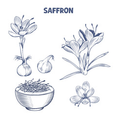 Saffron plant with flower and bulb. Hand drawn botanical illustration in engraving style