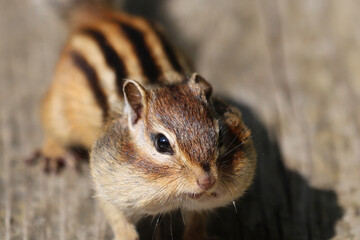 冬に向けて蓄食するエゾシマリス
