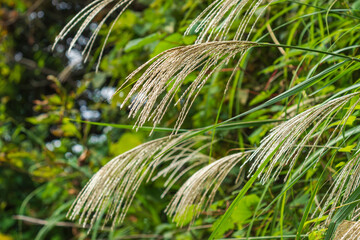 秋の山のススキの穂01