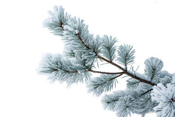 Frosty pine tree branch needles winter hoarfrost, cut out transparent