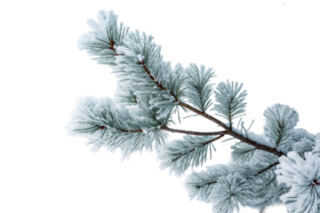Frosty pine tree branch needles winter hoarfrost, cut out transparent