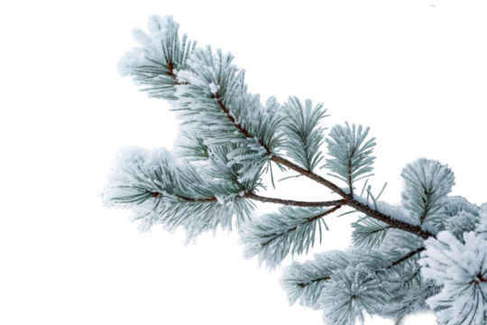 Frosty pine tree branch needles winter hoarfrost, cut out transparent