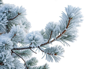 Evergreen pine branch needles covered white hoarfrost, cut out transparent