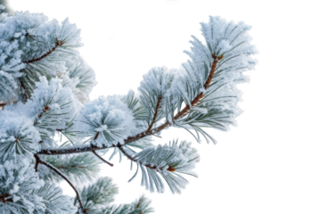 Evergreen pine branch needles covered white hoarfrost, cut out transparent