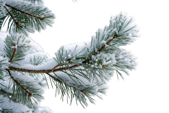 Pine tree branch covered heavy snow frost winter, cut out transparent
