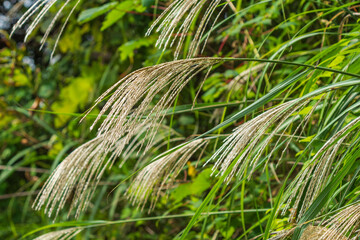 秋の山のススキの穂02